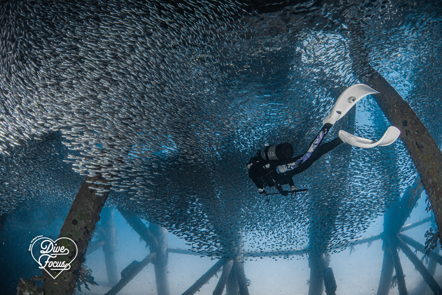 ゴリチョ まだミジュン最盛期 – Dive Focus :: 沖縄でのダイビングならフォーカスへ